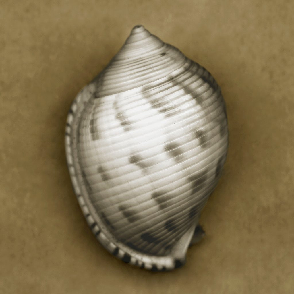 Detail of Spotted Bonnet Shell by Corbis