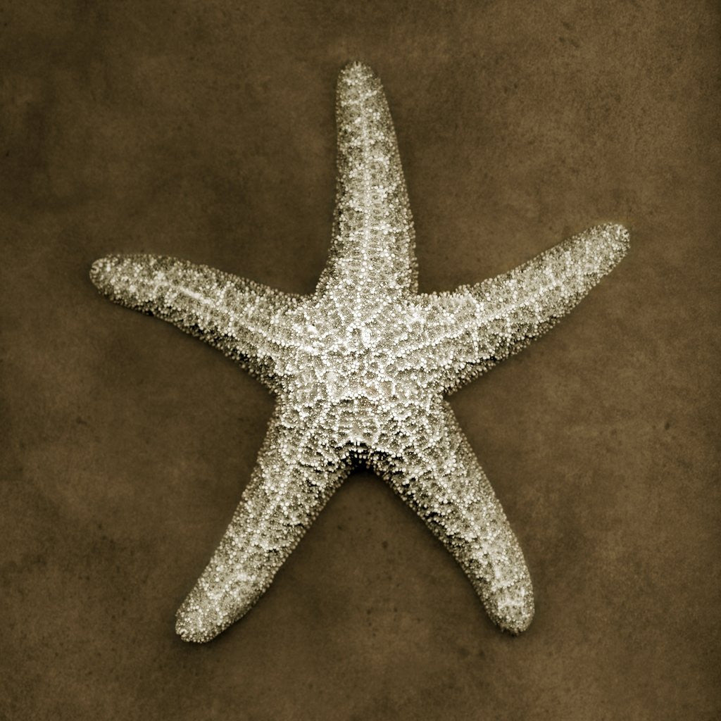 Detail of Sugar Starfish by Corbis