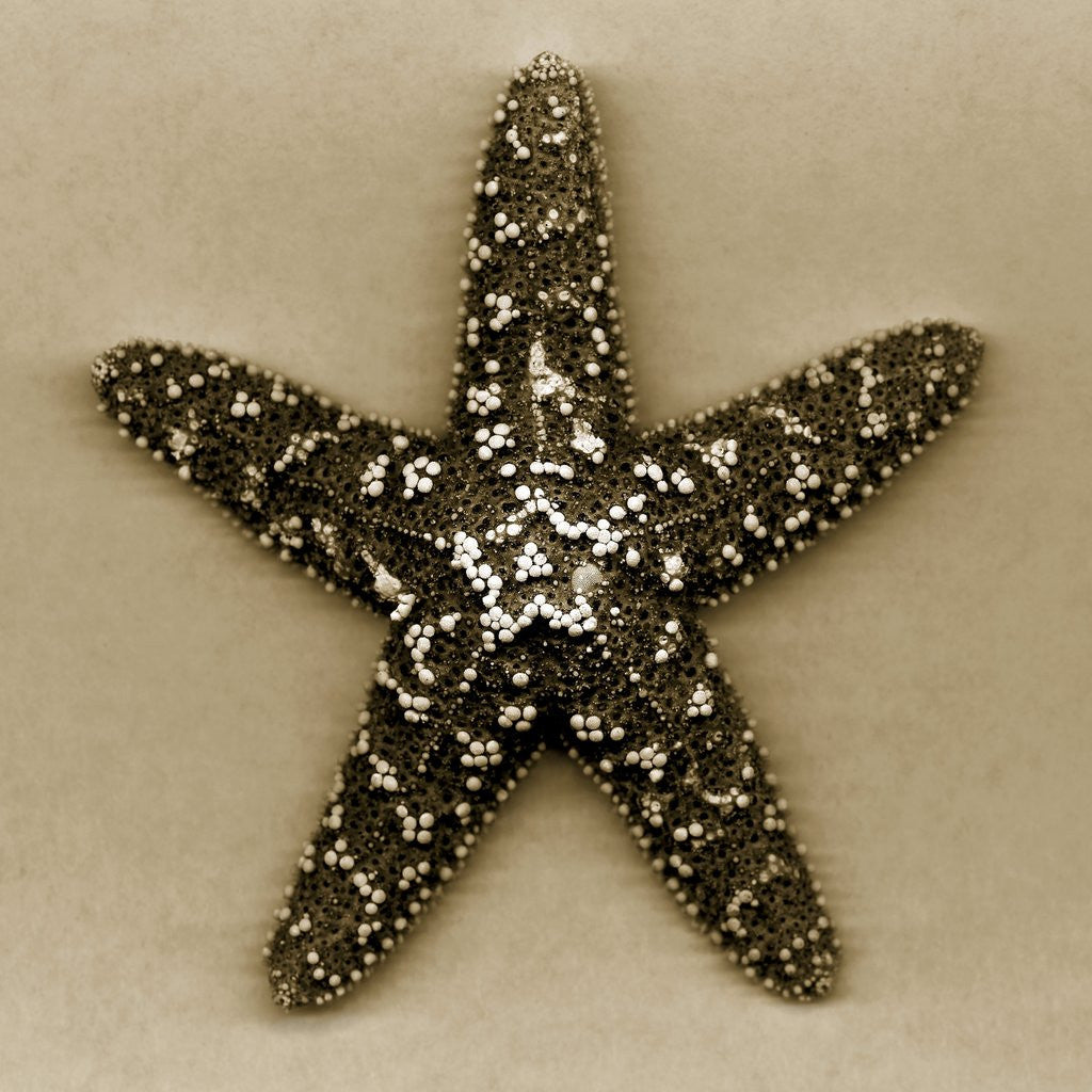 Detail of Sugar Starfish by Corbis