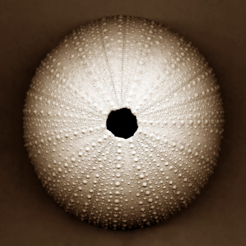 Detail of Sea Urchin by Corbis