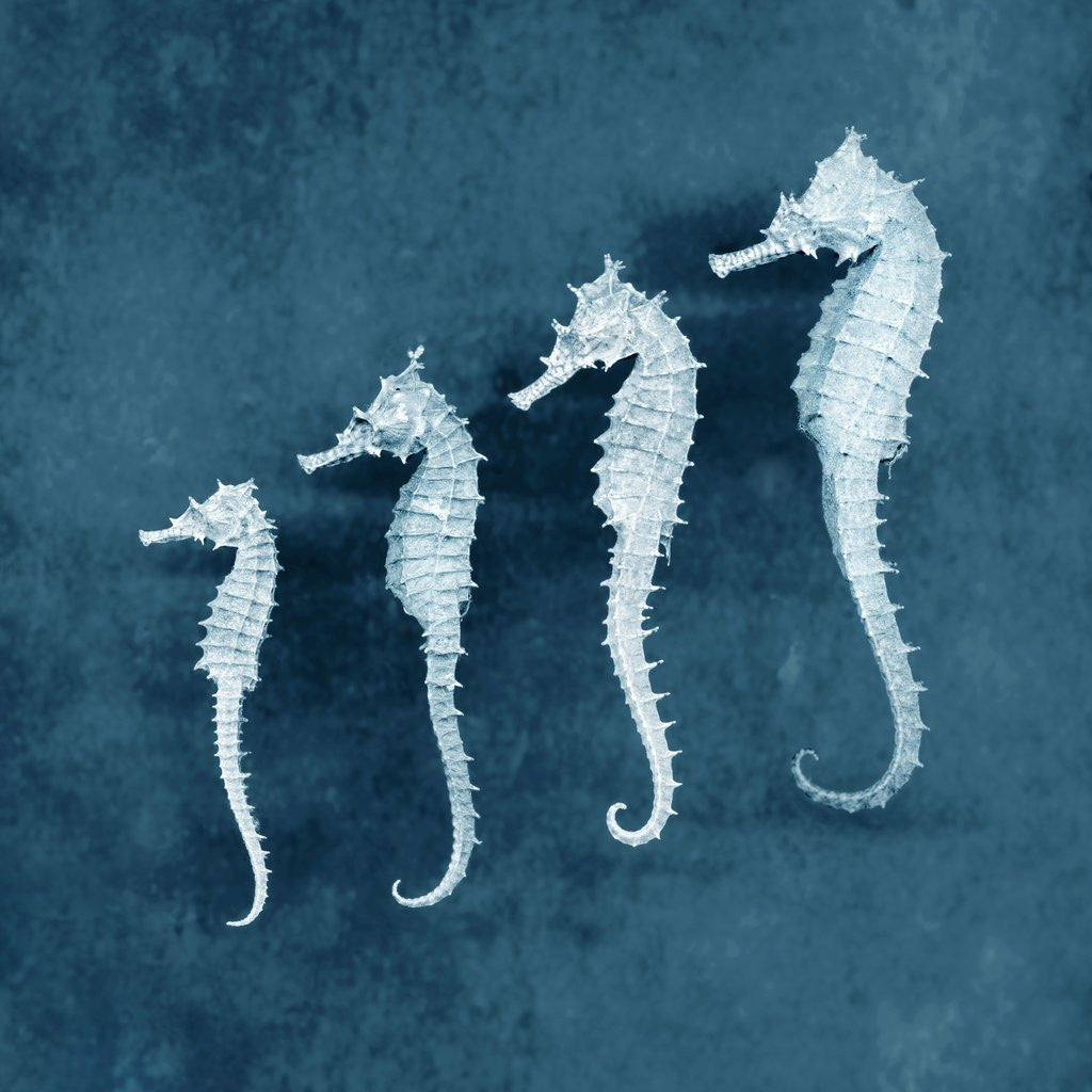 Detail of Sea Horses by Corbis