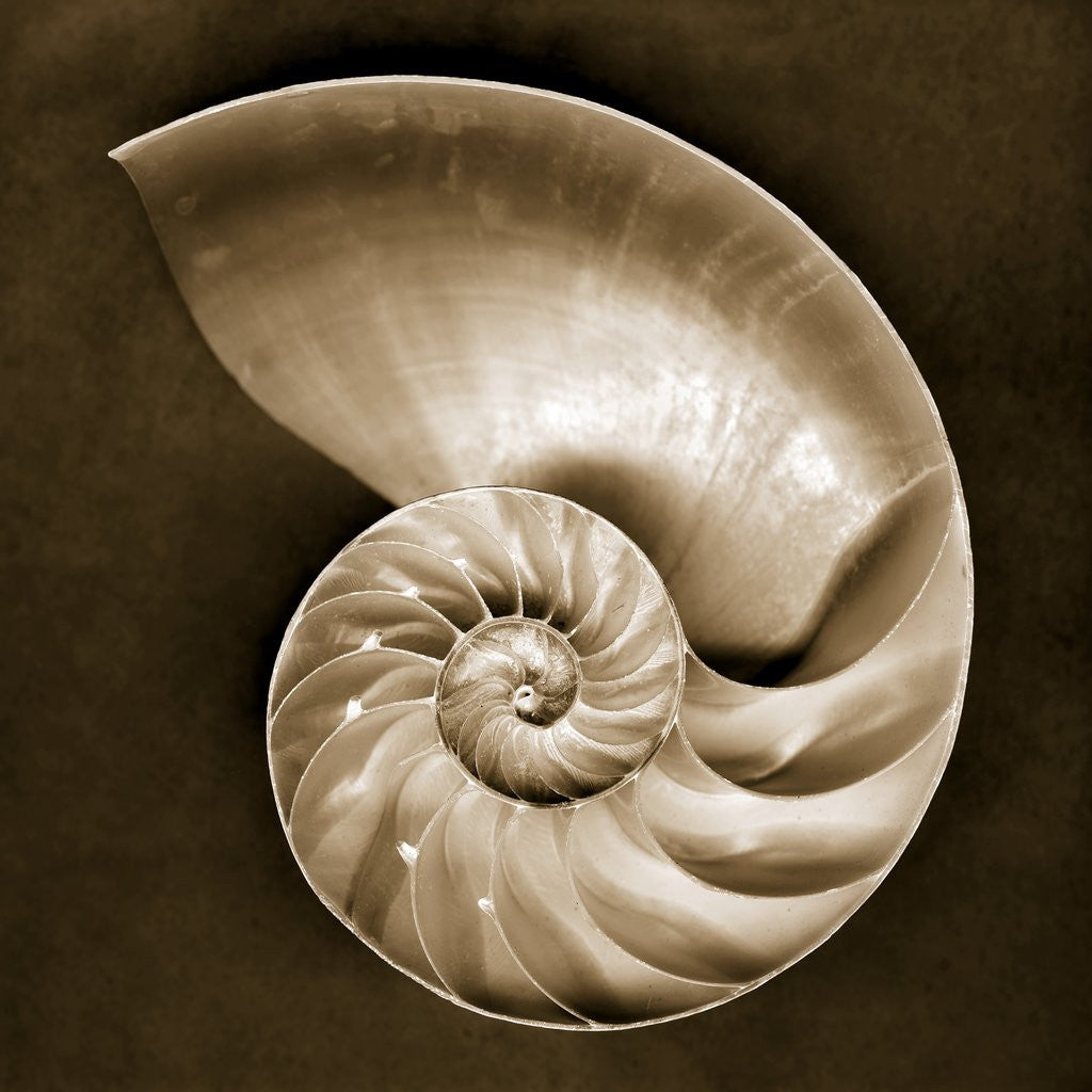 Detail of Half Nautilus by Corbis