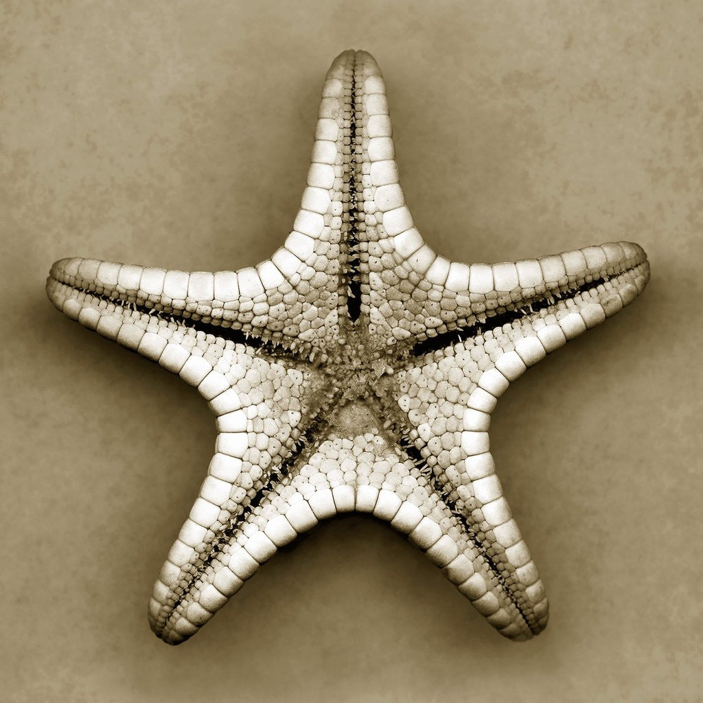 Detail of Sugar Starfish Bottom by Corbis