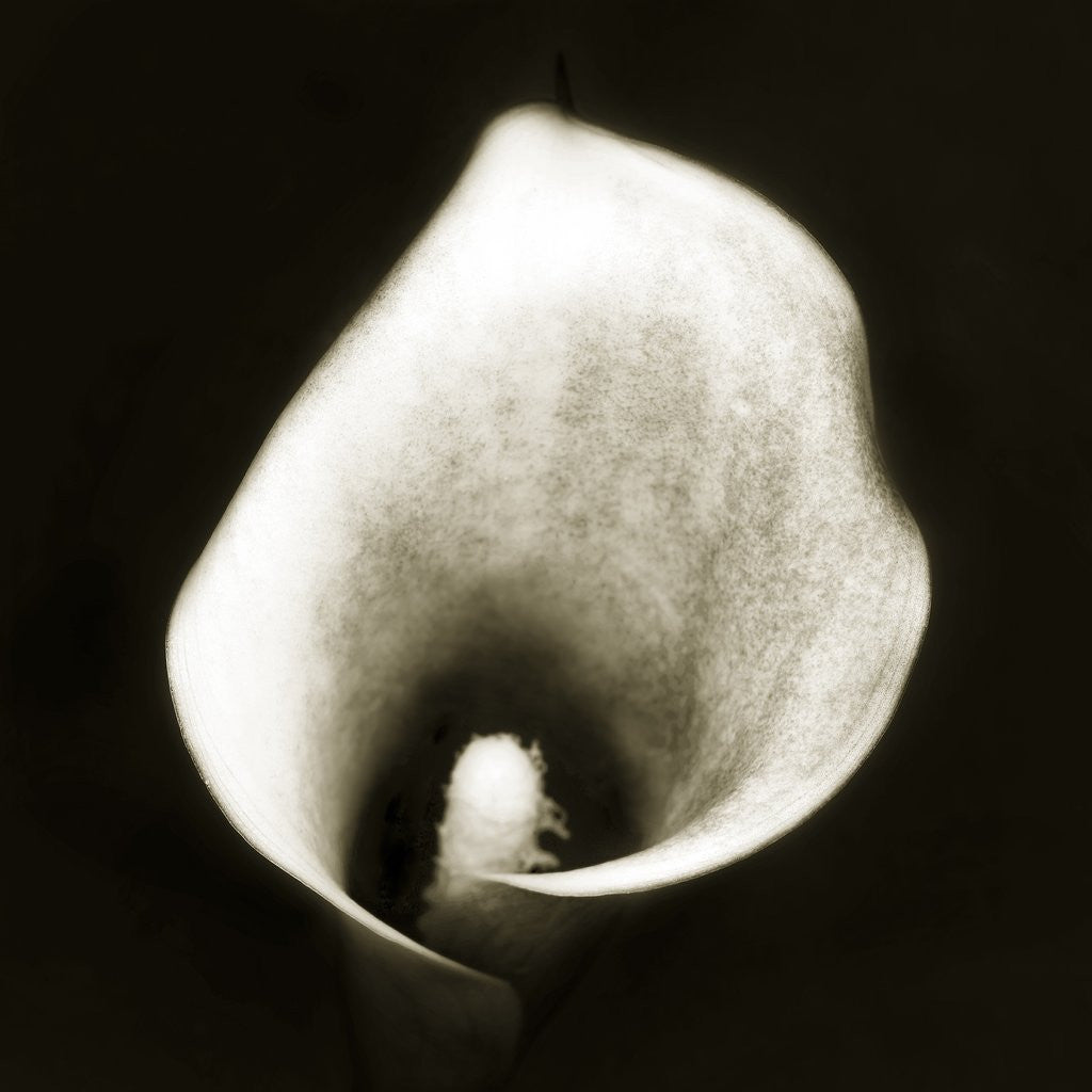 Detail of Lily by Corbis