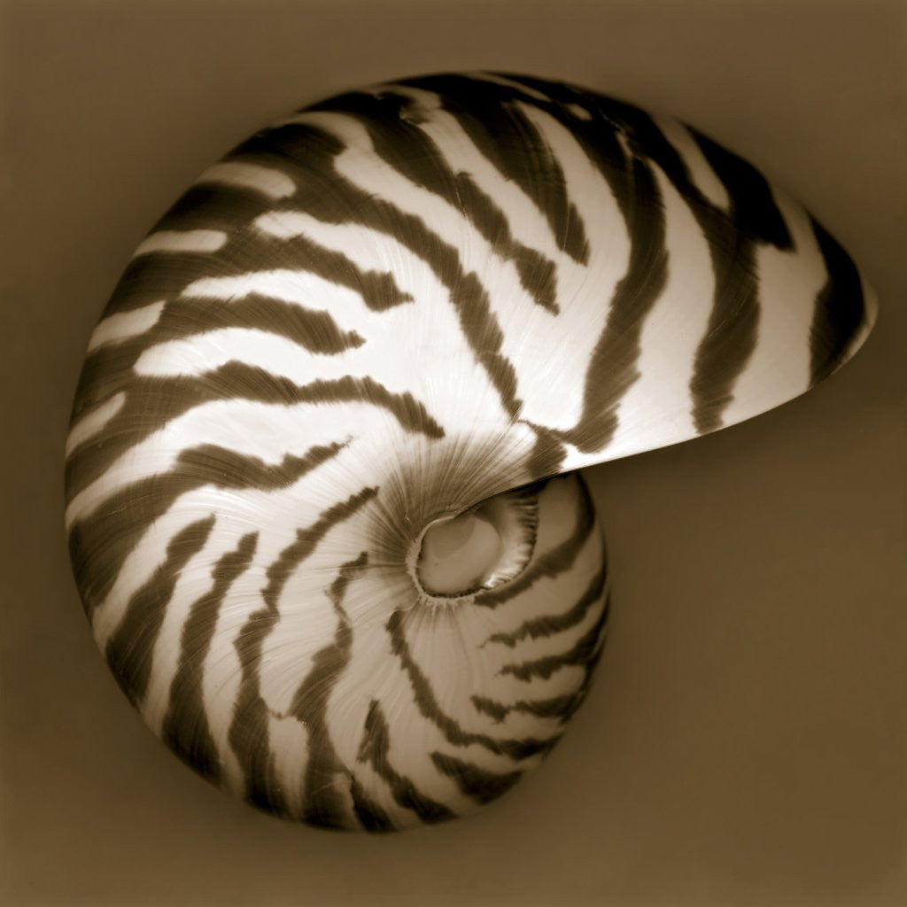 Detail of Nautilus Shell by Corbis