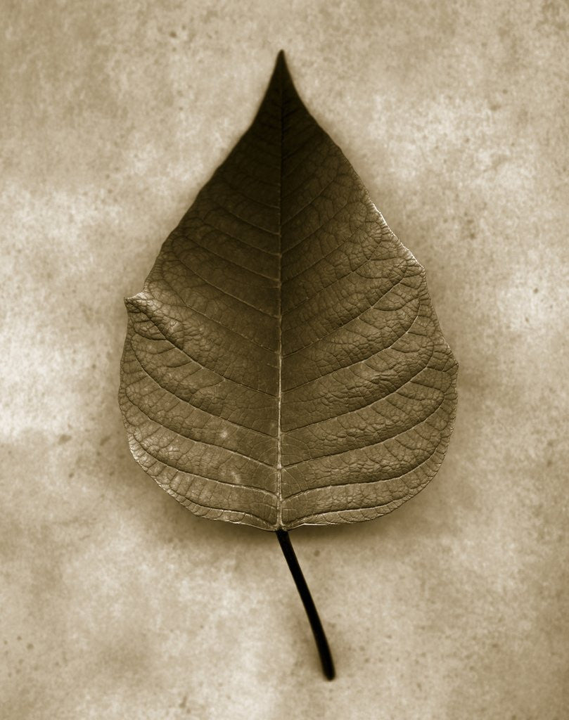 Detail of Poinsettia Leaf by Corbis