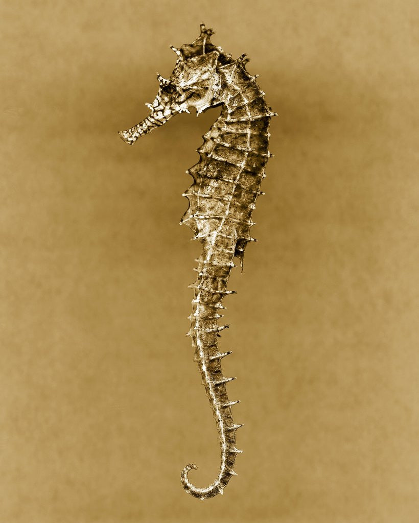 Detail of Sea Horse by Corbis
