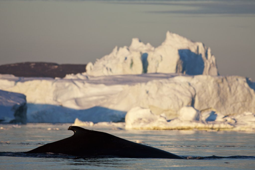 Detail of Humpback Whale in Disko Bay in Greenland by Corbis