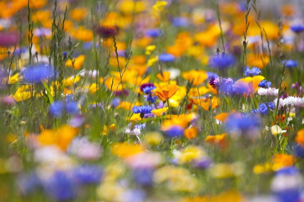 Detail of Meadow of wildflowers by Corbis