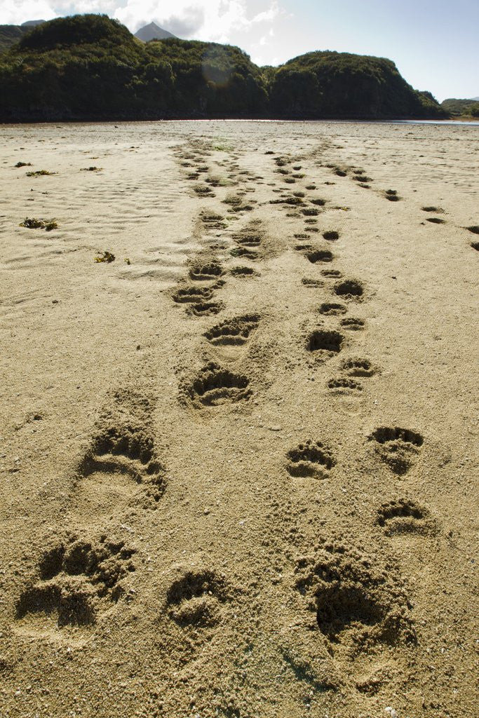 Detail of Brown Bear cub Footprints, Katmai National Park, Alaska by Corbis