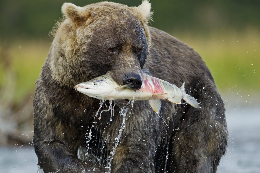 Detail of Brown Bear and Salmon, Katmai National Park, Alaska by Corbis