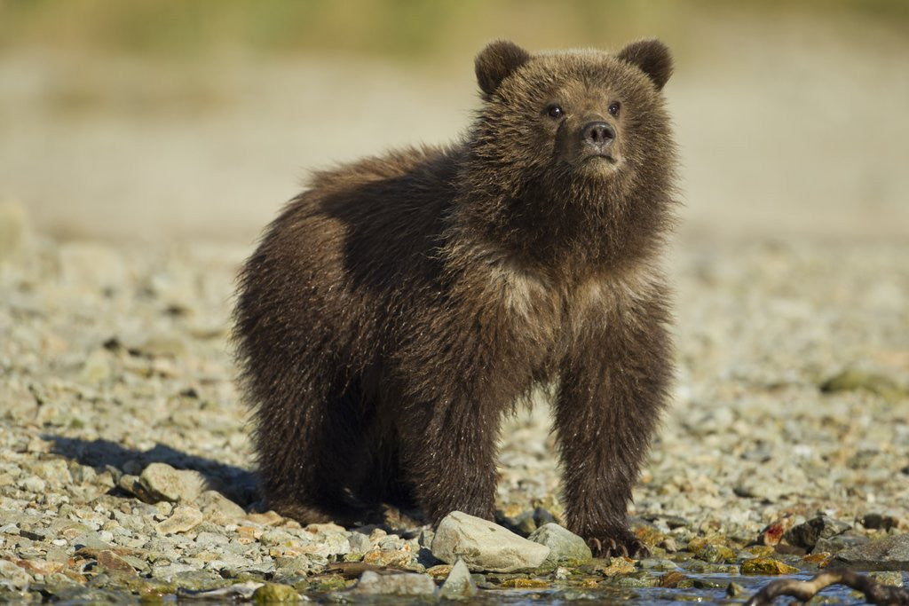 Detail of Brown Bear Spring Cub, Katmai National Park, Alaska by Corbis