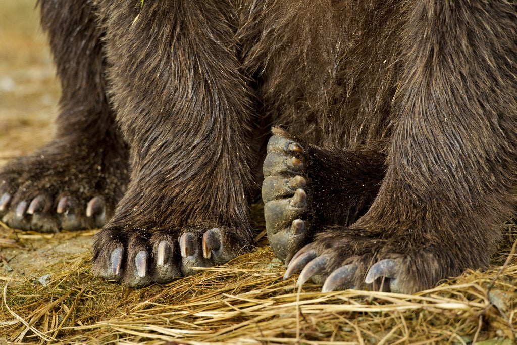 Detail of Brown Bear Paws, Katmai National Park, Alaska by Corbis