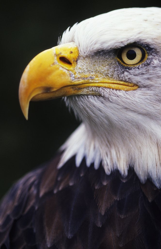 Detail of Bald Eagle (Haliaeetus leucocephalus) by Corbis