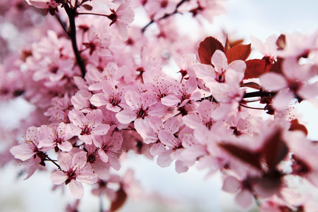 Detail of Japanese cherry blossom by Corbis