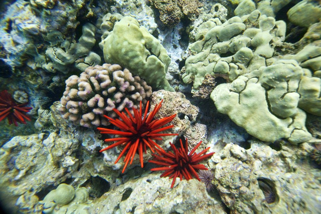 Detail of Pencil Urchin and hard coral, Maui, Hawaii by Corbis