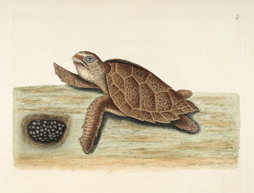 Detail of Hawksbill turtle by Mark Catesby