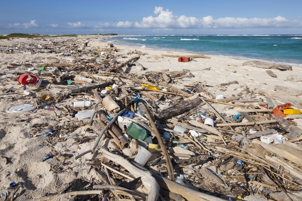 Detail of Trash-covered beach in Aruba by Corbis