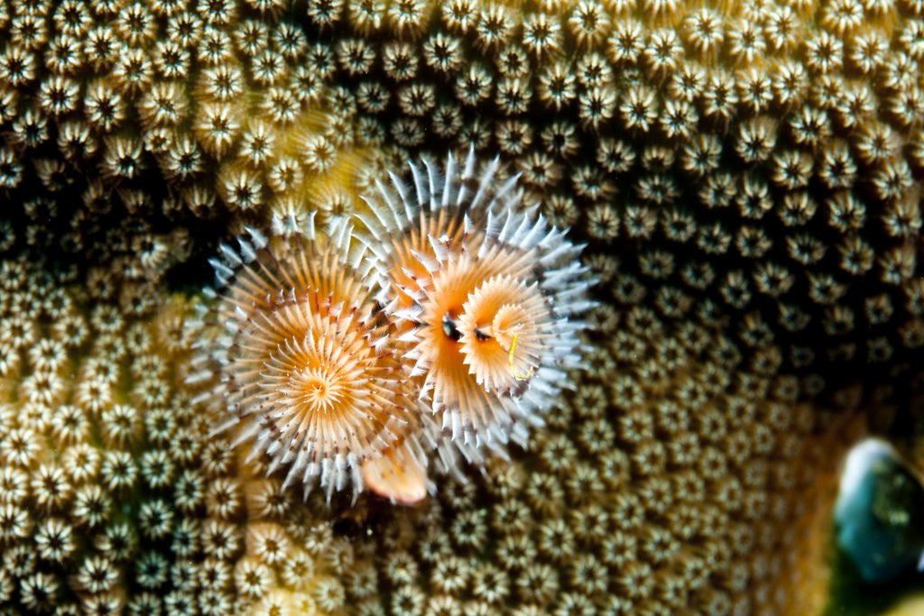 Detail of Coral Polyps on Caribbean Reef, Bonaire by Corbis