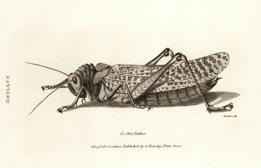 Detail of Illustration of locust by Corbis