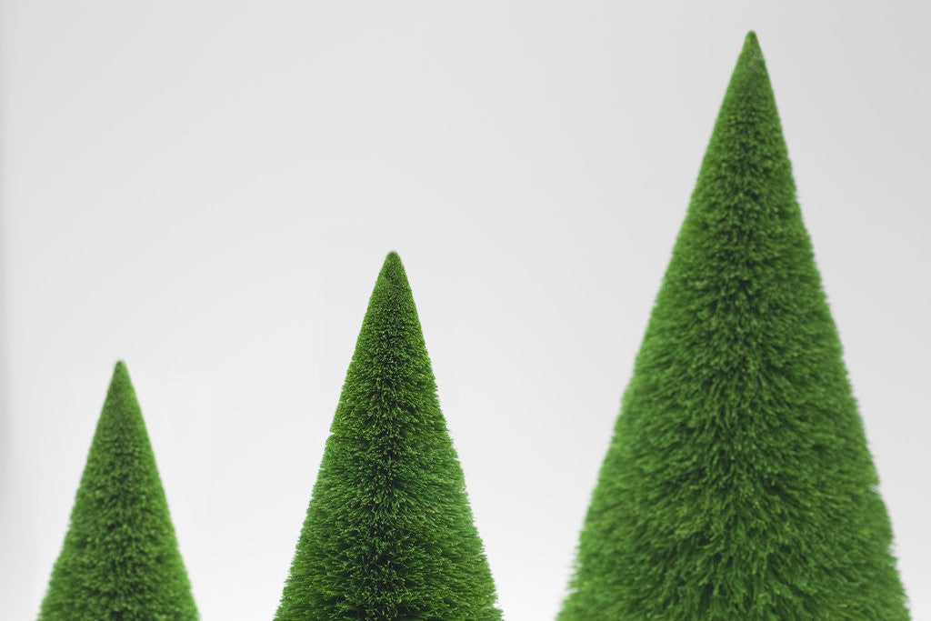 Detail of Small Fir trees by Corbis