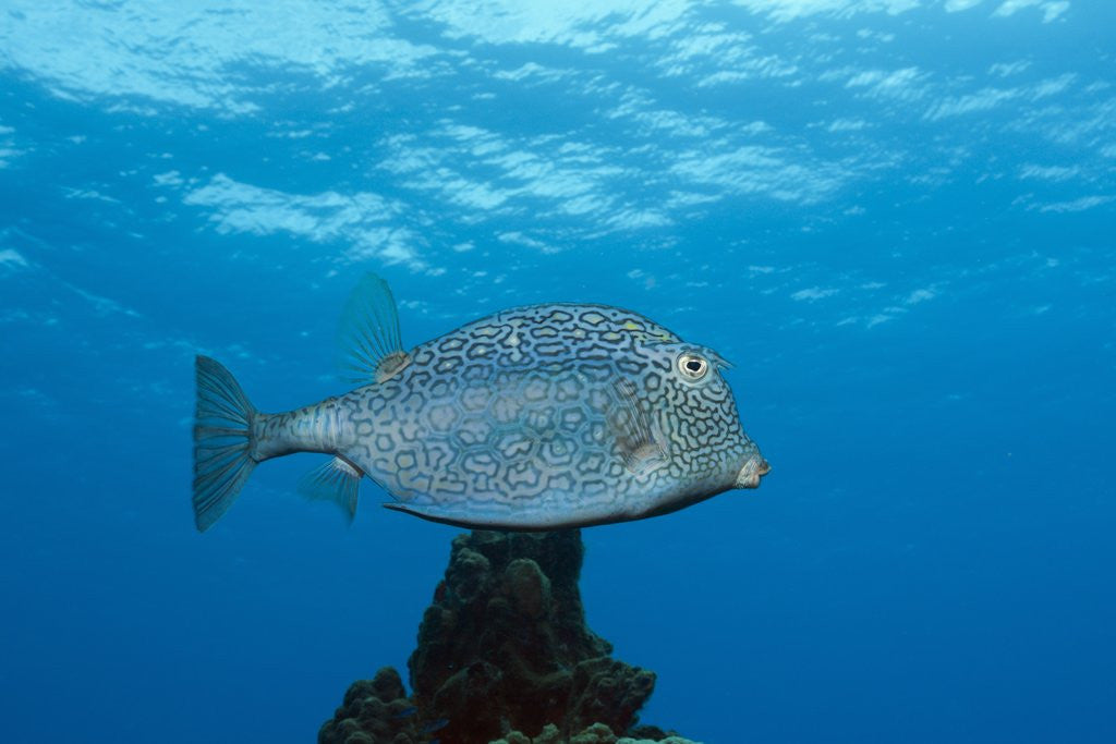 Detail of Honeycomb Cowfish (Lactophrys polygonia), Cozumel, Caribbean Sea, Mexico by Corbis