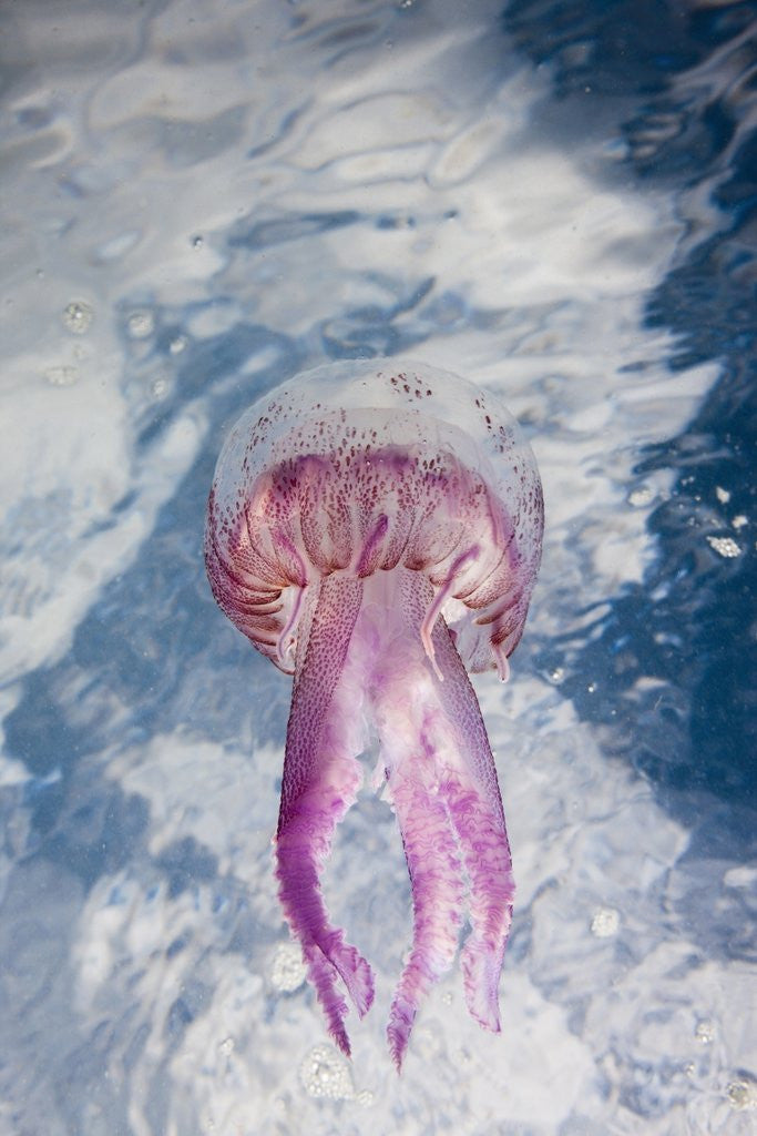 Detail of Mauve Stinger Jellyfish (Pelagia noctiluca), Cap de Creus, Costa Brava, Spain by Corbis