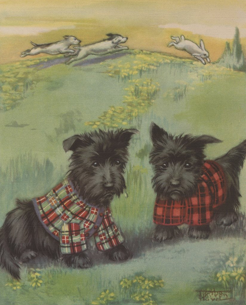 Detail of Two black Scottie dogs wearing plaid coats in grassy field by Corbis