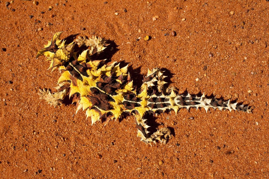 Detail of Thorny Devil, Uluru - Kata Tjuta National Park, Australia by Corbis