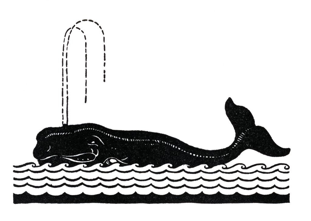 Detail of Whale spouting by Corbis