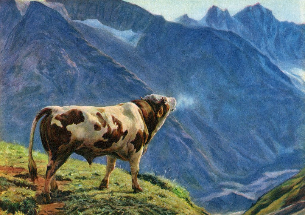 Detail of Mooing bull in Swiss Alps by Corbis