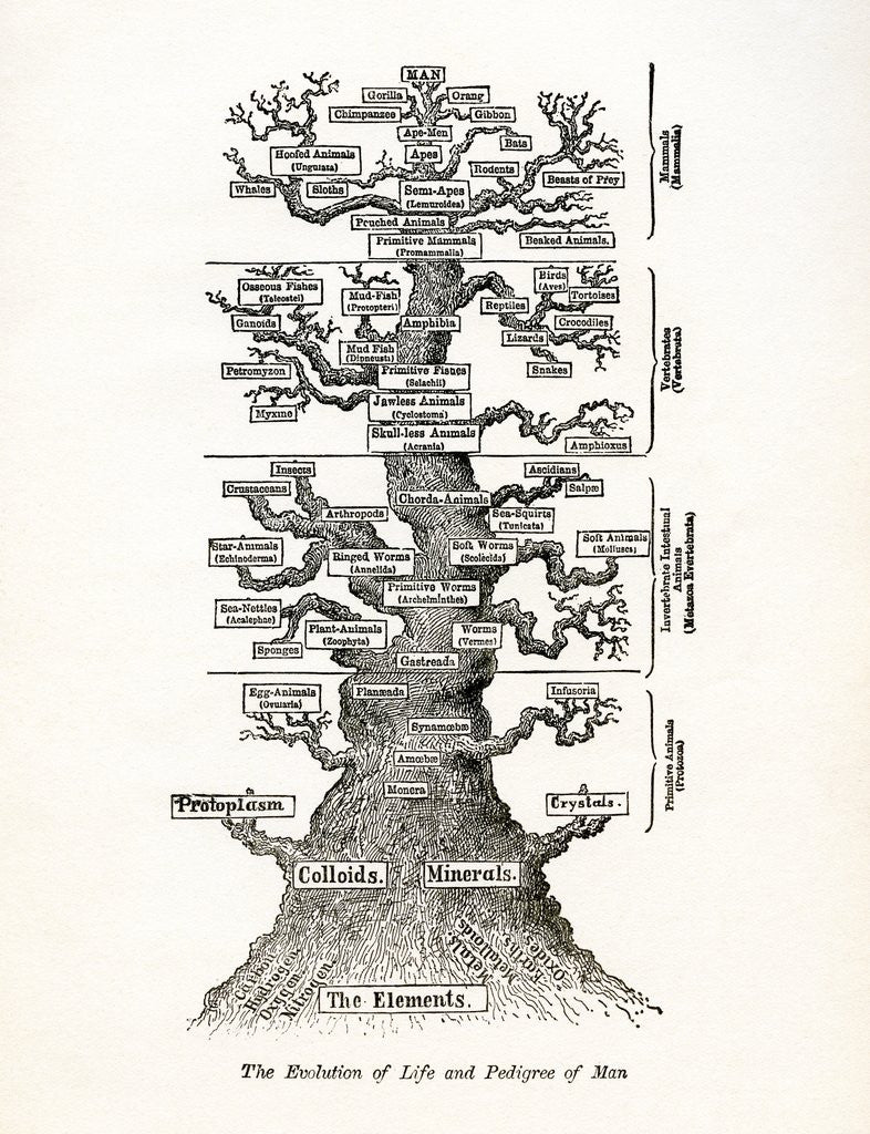 Detail of The Evolution of Life and the Pedigree of Man by Corbis