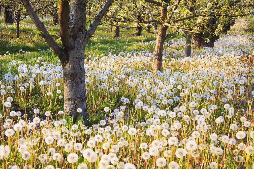 Detail of fruit orchard blossoms, Hood River Valley. Oregon. Pacific Northwest. by Corbis