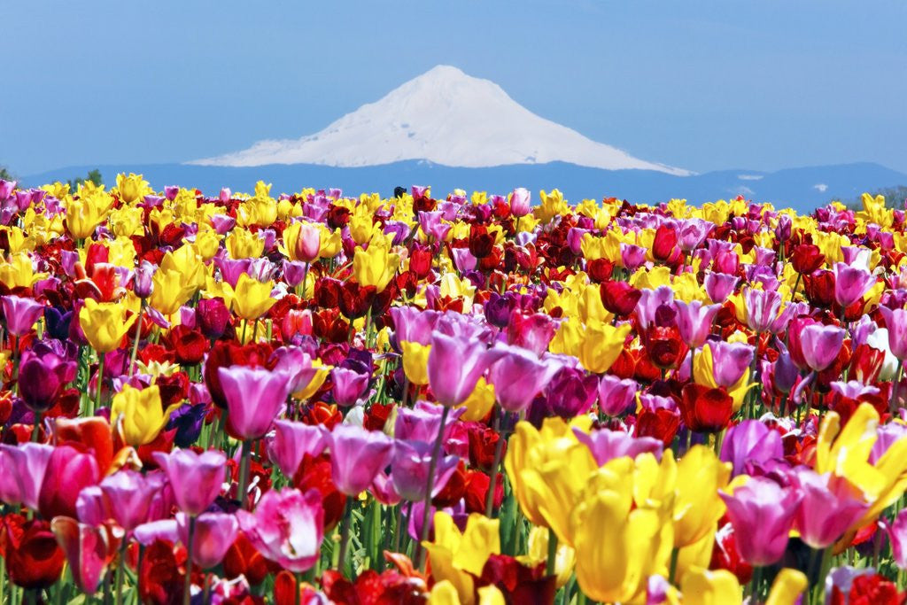 Detail of Mt.Hood over tulips field, Wooden Shoe Tulip Farm, Woodburn Oregon. have property release. by Corbis