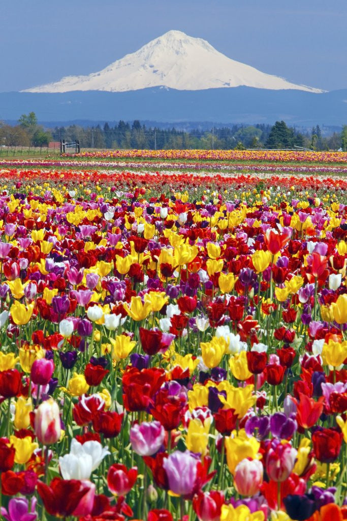 Detail of Mt.Hood over tulips field, Wooden Shoe Tulip Farm, Woodburn Oregon. have property release. by Corbis