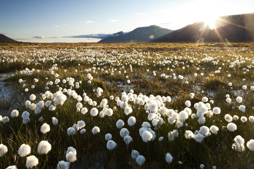 Detail of Arctic Landscape, Svalbard by Corbis