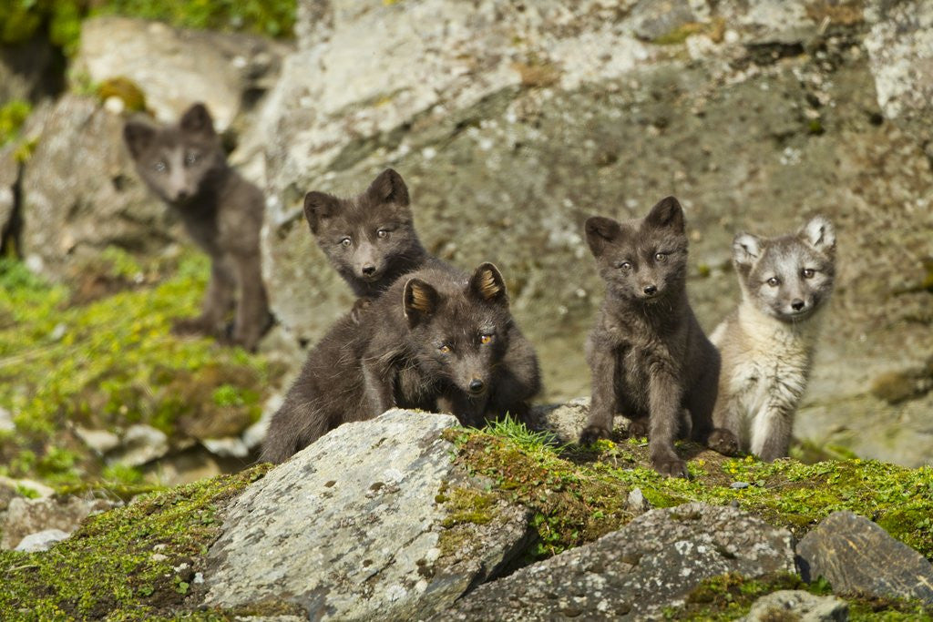 Detail of Arctic Fox, Svalbard, Norway by Corbis