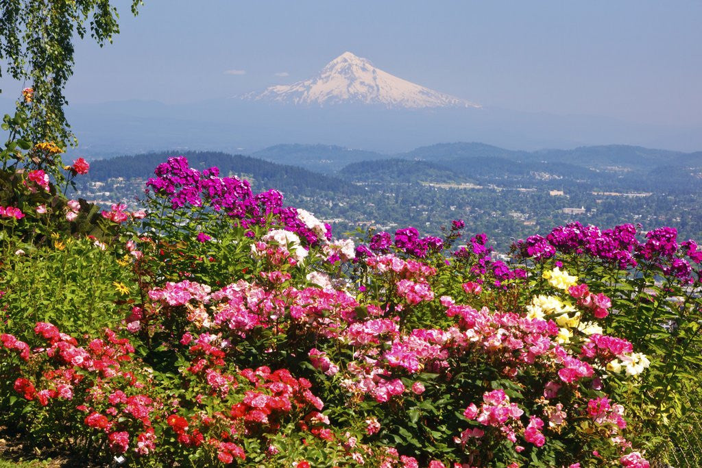 Portland Rose Gardens and Where to Find Them