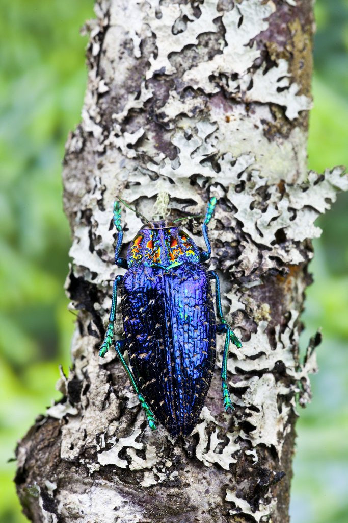 Detail of Jewel Beetle from Madigascar Polybothris sumptuosa gema on lichen covered branch by Corbis