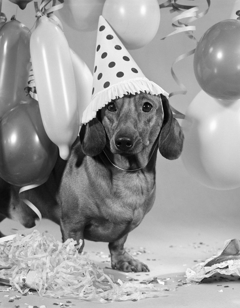 Detail of 1960s dachshund wearing polka dot party hat by Corbis