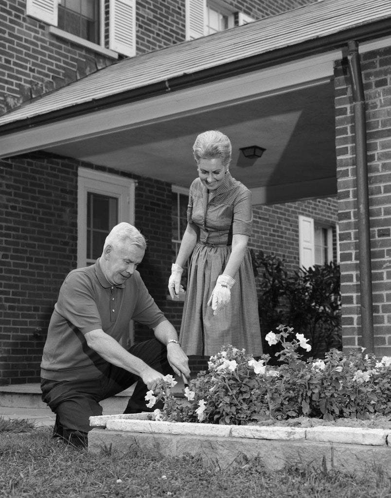 Detail of 1960s senior couple man woman planting flower garden by Corbis