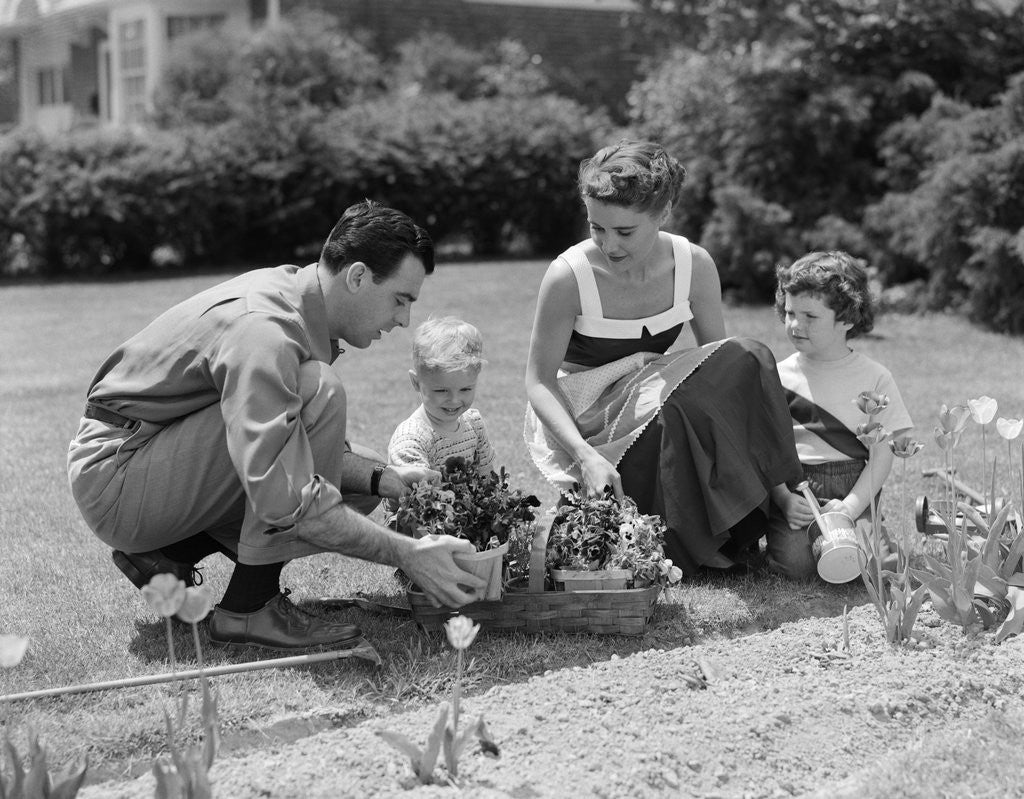 Detail of 1950s family in garden planting flowers by Corbis