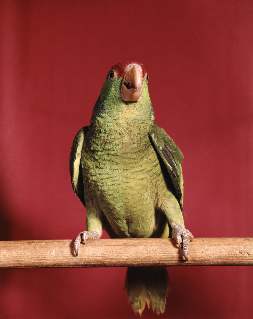 Detail of 1960s green parrot with red blue feather cap dancing on a perch looking at camera by Corbis