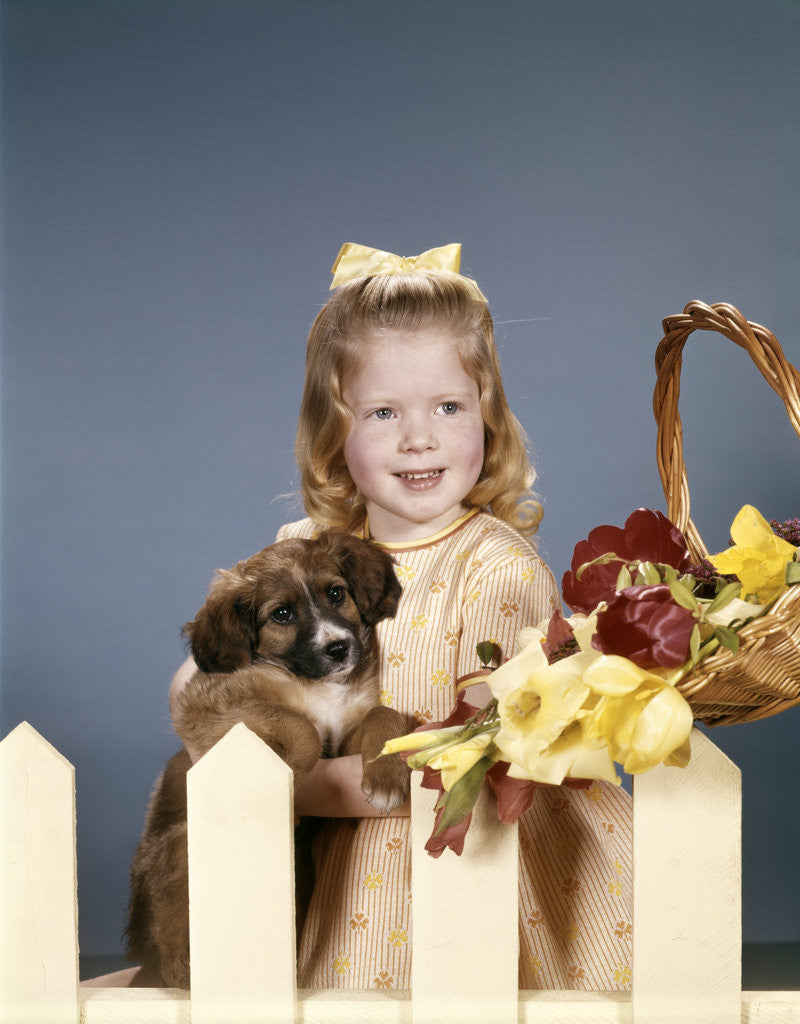 Detail of 1960s smiling blond child girl holding puppy standing behind white picket fence and basket of spring flowers by Corbis