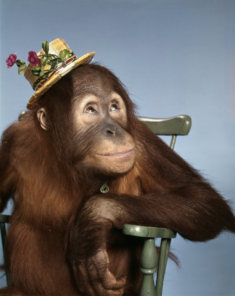 Detail of 1960s orangutan wearing straw hat sitting in chair by Corbis