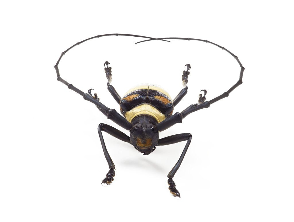 Detail of Head on view of Male Long Horn beetle Nemophas-tricolor by Corbis