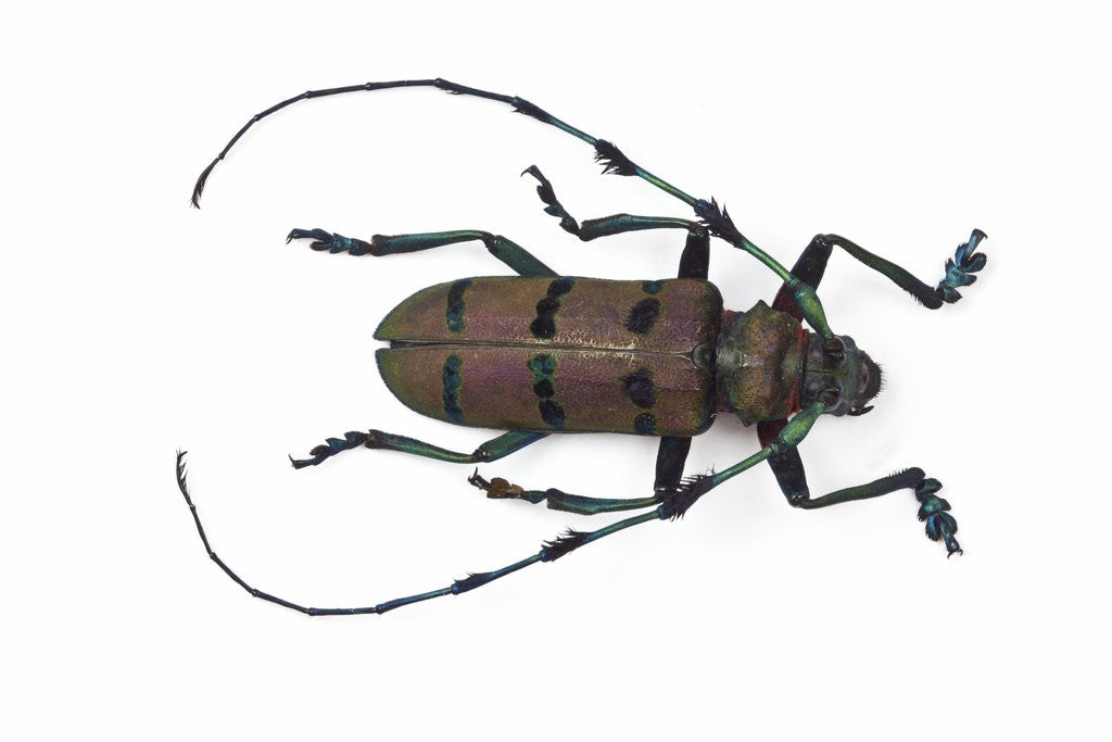 Detail of Long horned beetle Diastocera wallichi by Corbis