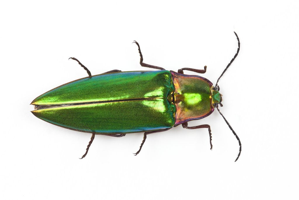 Detail of Asian Jewel Beetle viewed from above by Corbis