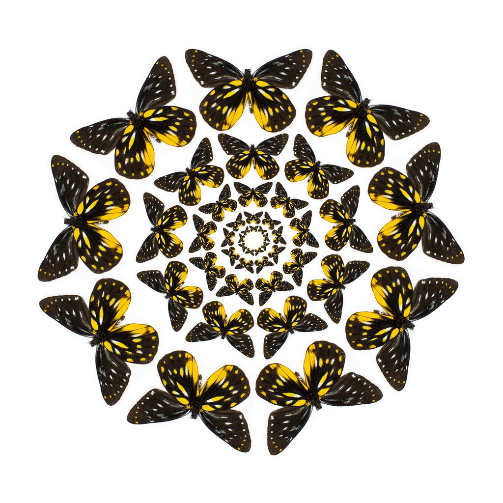 Detail of Circular butterfly pattern Delias family of tropical butterflies by Corbis