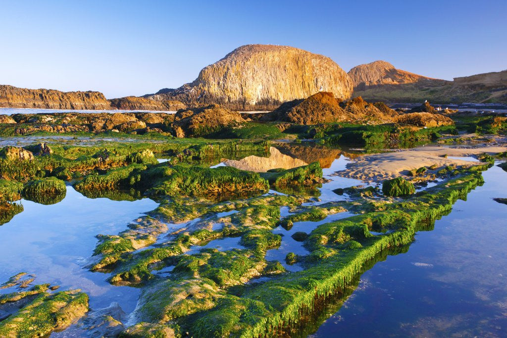 Detail of tide pools along beach, Seal Rock State Park, Oregon Coast, Pacific Ocean, Pacific Northwest. by Corbis